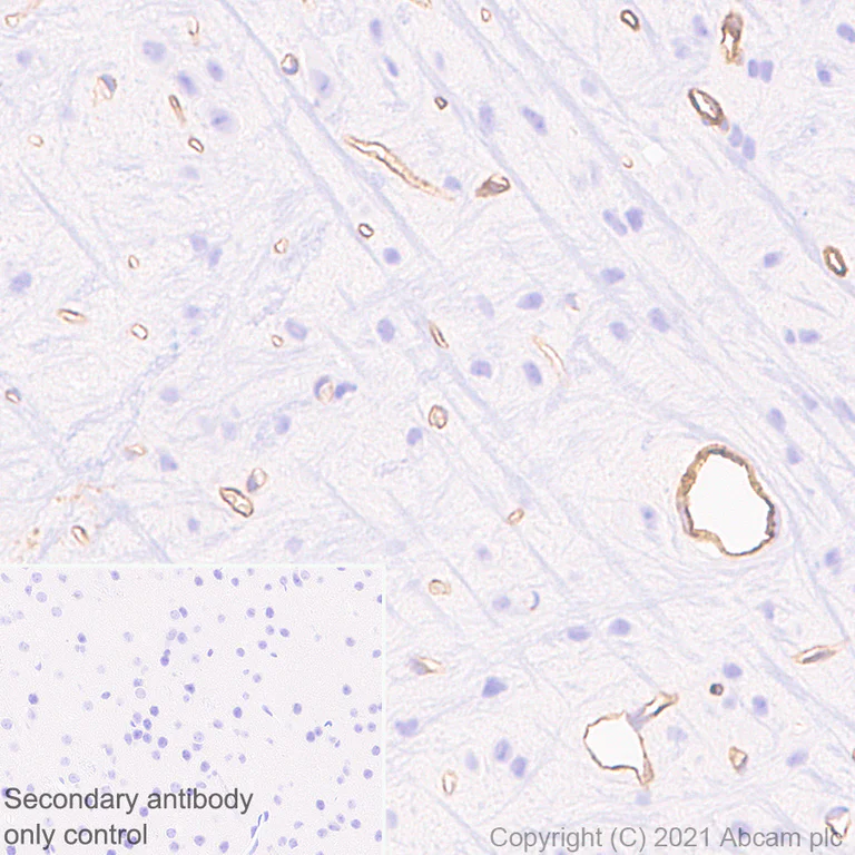 Immunohistochemistry (Formalin/PFA-fixed paraffin-embedded sections) - Anti-Fragilis antibody [EPR26405-14] - BSA and Azide free (AB288569)