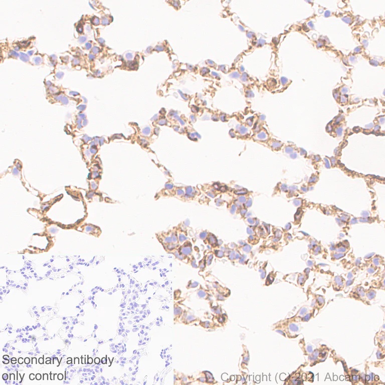 Immunohistochemistry (Formalin/PFA-fixed paraffin-embedded sections) - Anti-Fragilis antibody [EPR26405-14] - BSA and Azide free (AB288569)