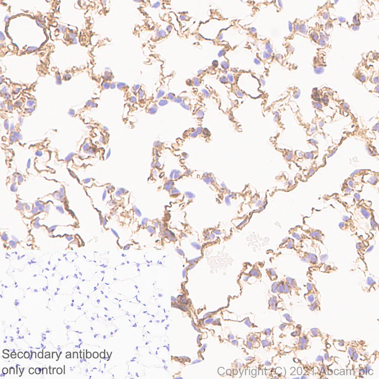 Immunohistochemistry (Formalin/PFA-fixed paraffin-embedded sections) - Anti-Fragilis antibody [EPR26405-14] - BSA and Azide free (AB288569)
