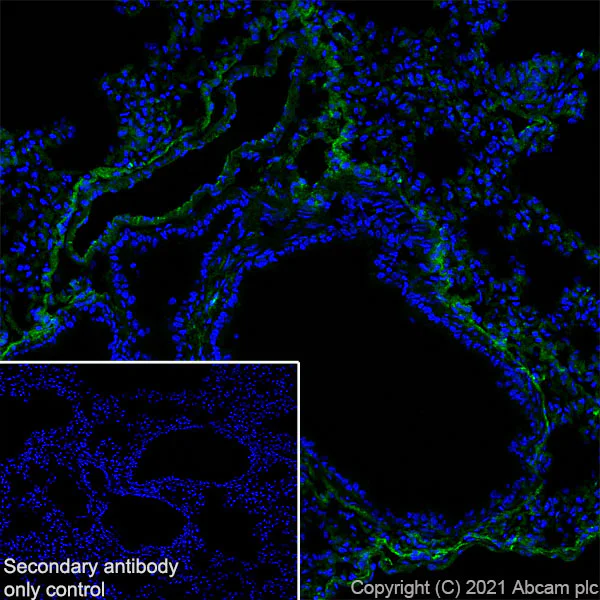 Immunohistochemistry (Frozen sections) - Anti-Fragilis antibody [EPR26405-14] - BSA and Azide free (AB288569)