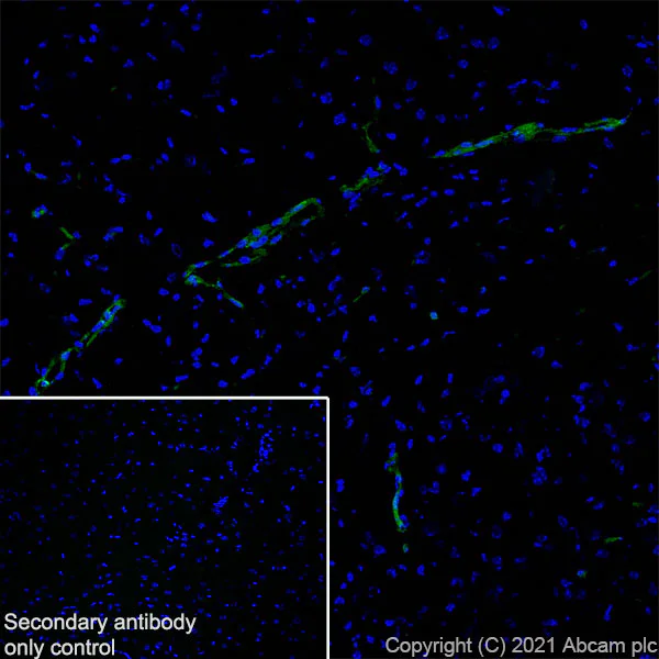 Immunohistochemistry (Frozen sections) - Anti-Fragilis antibody [EPR26405-14] - BSA and Azide free (AB288569)
