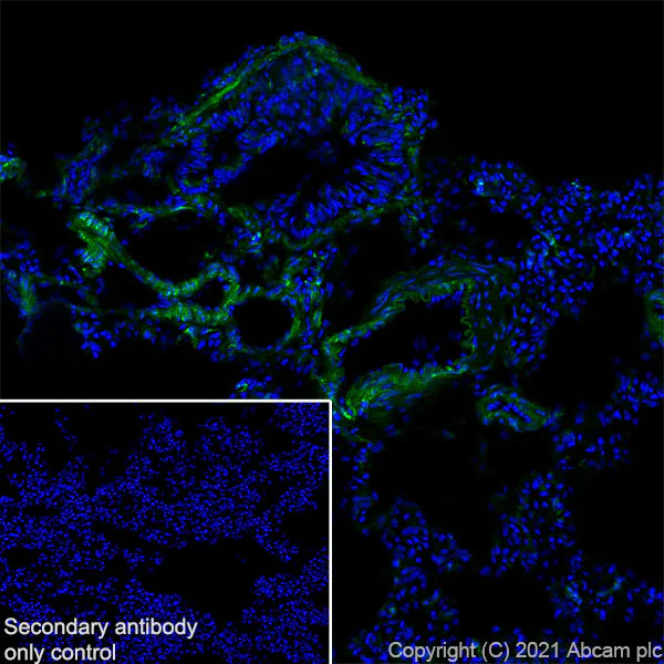 Immunohistochemistry (Frozen sections) - Anti-Fragilis antibody [EPR26405-14] - BSA and Azide free (AB288569)