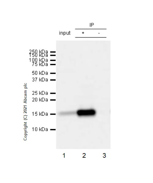 Immunoprecipitation - Anti-Fragilis antibody [EPR26405-14] - BSA and Azide free (AB288569)