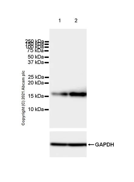 Western blot - Anti-Fragilis antibody [EPR26405-14] - BSA and Azide free (AB288569)