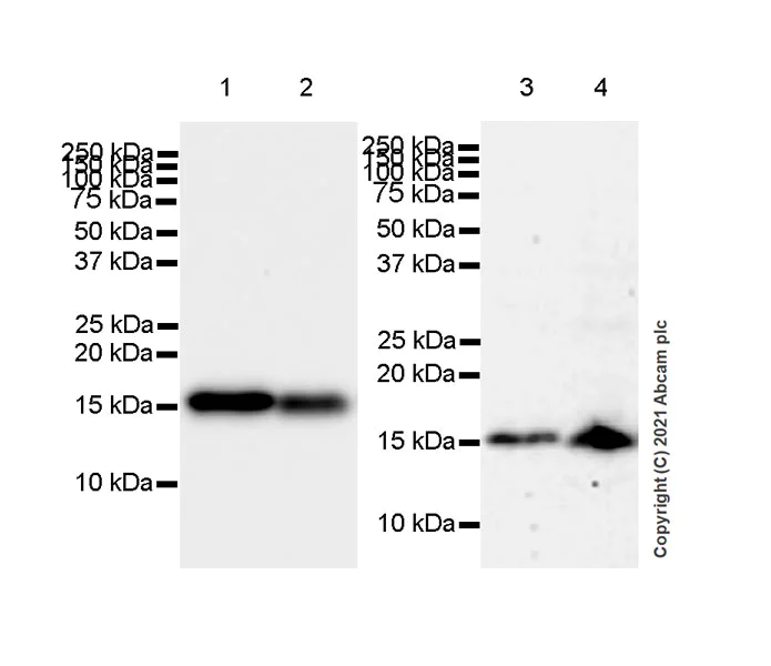 Western blot - Anti-Fragilis antibody [EPR26405-14] - BSA and Azide free (AB288569)