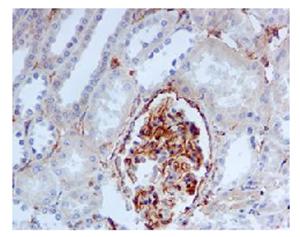 Immunohistochemistry (Formalin/PFA-fixed paraffin-embedded sections) - Anti-Fragilis antibody [EPR5242] (AB109429)
