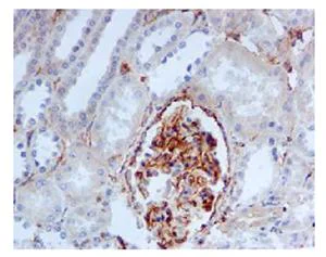 Immunohistochemistry (Formalin/PFA-fixed paraffin-embedded sections) - Anti-Fragilis antibody [EPR5242] - BSA and Azide free (AB239978)
