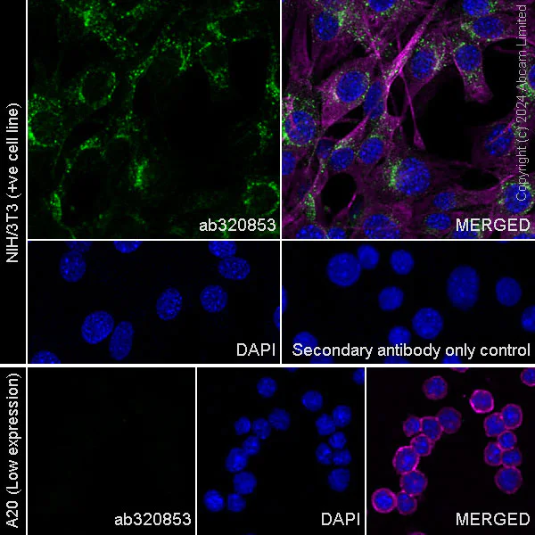Immunocytochemistry/ Immunofluorescence - Anti-Fragilis antibody [RM1224] - BSA and Azide free (AB320854)