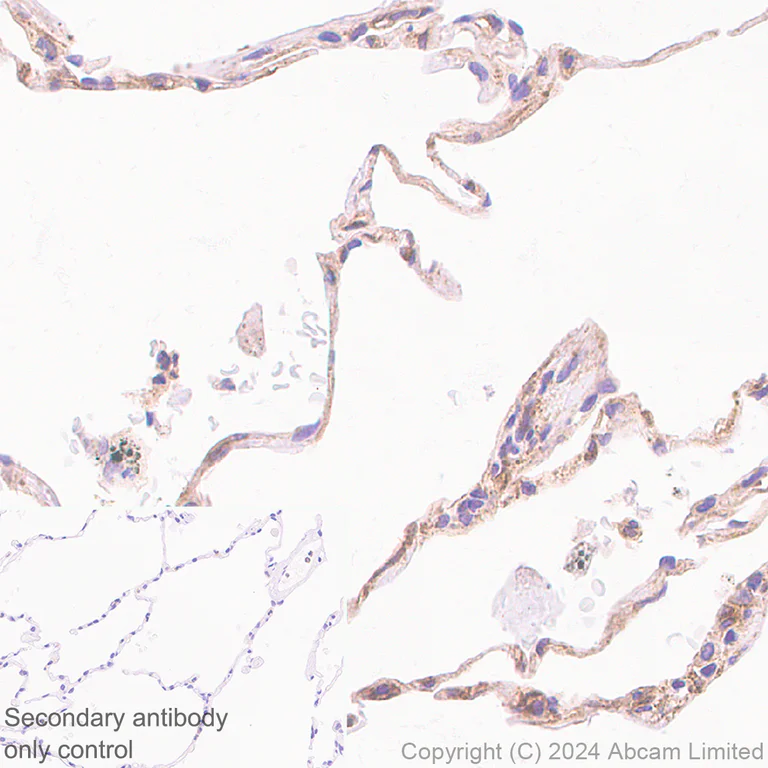 Immunohistochemistry (Formalin/PFA-fixed paraffin-embedded sections) - Anti-Fragilis antibody [RM1224] - BSA and Azide free (AB320854)