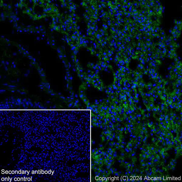 Immunohistochemistry (Frozen sections) - Anti-Fragilis antibody [RM1224] - BSA and Azide free (AB320854)