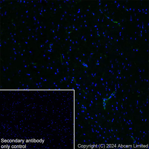 Immunohistochemistry (Frozen sections) - Anti-Fragilis antibody [RM1224] - BSA and Azide free (AB320854)