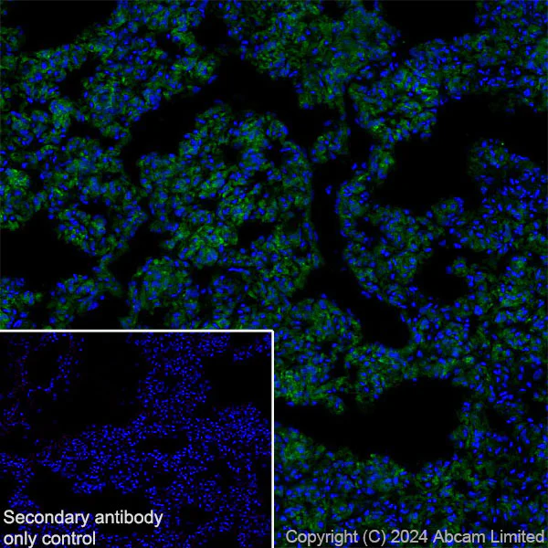 Immunohistochemistry (Frozen sections) - Anti-Fragilis antibody [RM1224] - BSA and Azide free (AB320854)