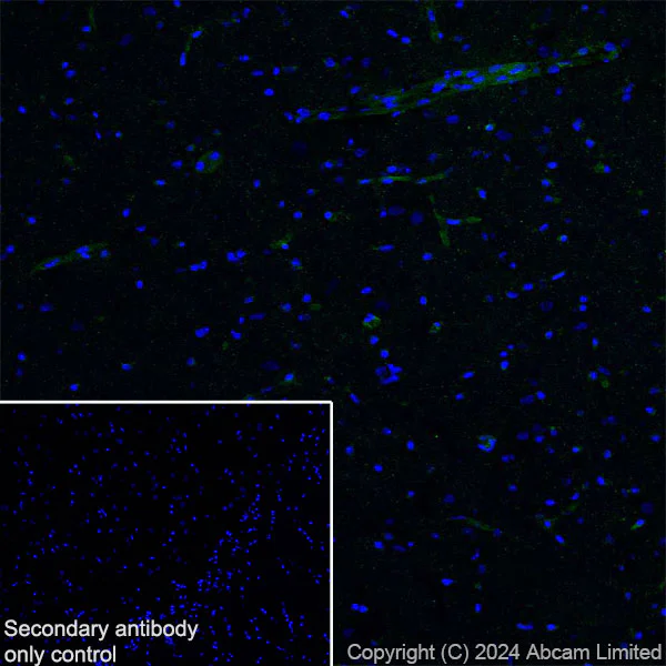 Immunohistochemistry (Frozen sections) - Anti-Fragilis antibody [RM1224] - BSA and Azide free (AB320854)