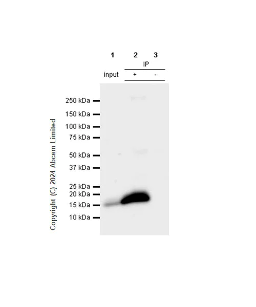 Immunoprecipitation - Anti-Fragilis antibody [RM1224] - BSA and Azide free (AB320854)
