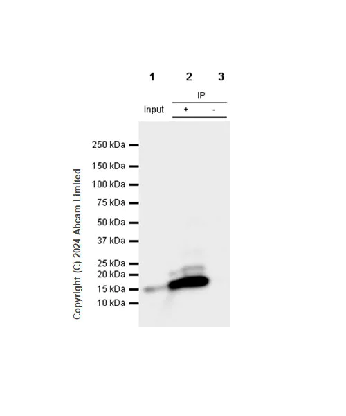 Immunoprecipitation - Anti-Fragilis antibody [RM1224] - BSA and Azide free (AB320854)