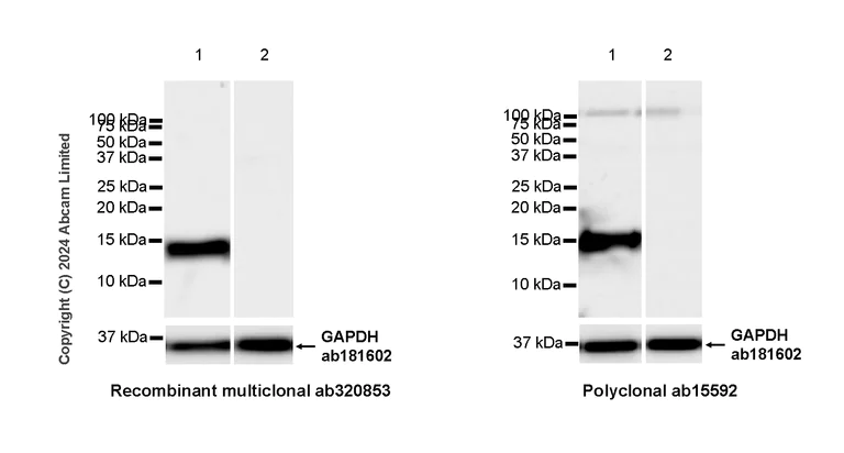 Western blot - Anti-Fragilis antibody [RM1224] - BSA and Azide free (AB320854)