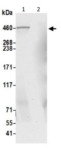 Immunoprecipitation - Anti-FRAS1 antibody (AB240583), expandable thumbnail