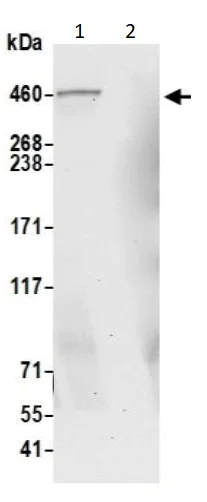 Immunoprecipitation - Anti-FRAS1 antibody (AB240583)
