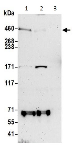 Western blot - Anti-FRAS1 antibody (AB240583), expandable thumbnail