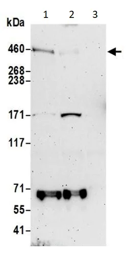 Western blot - Anti-FRAS1 antibody (AB240583)