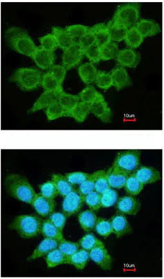 Immunocytochemistry/ Immunofluorescence - Anti-FRAT1 antibody - C-terminal (AB137391)