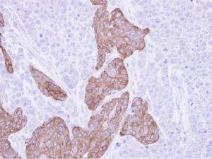 Immunohistochemistry (Formalin/PFA-fixed paraffin-embedded sections) - Anti-FRAT1 antibody - C-terminal (AB137391)