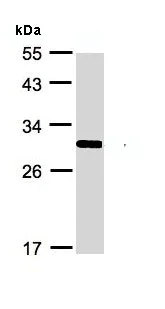 Western blot - Anti-FRAT1 antibody - C-terminal (AB137391)
