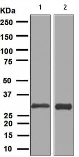 Western blot - Anti-FRAT1 antibody [EPR3900] (AB108405)
