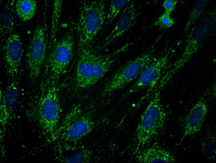 Immunocytochemistry/ Immunofluorescence - Anti-Frataxin antibody [17A11] (AB113691)