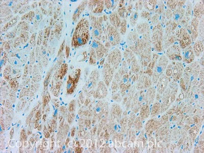 Immunohistochemistry (Formalin/PFA-fixed paraffin-embedded sections) - Anti-Frataxin antibody [17A11] (AB113691)