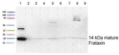 Western blot - Anti-Frataxin antibody [17A11] (AB113691)