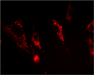 Immunocytochemistry/ Immunofluorescence - Anti-Frataxin antibody [18A5DB1] (AB110328), expandable thumbnail