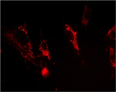 Immunocytochemistry/ Immunofluorescence - Anti-Frataxin antibody [18A5DB1] (AB110328)