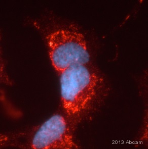 Immunocytochemistry/ Immunofluorescence - Anti-Frataxin antibody [18A5DB1] (AB110328), expandable thumbnail