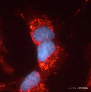 Immunocytochemistry/ Immunofluorescence - Anti-Frataxin antibody [18A5DB1] (AB110328)