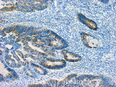 Immunohistochemistry (Formalin/PFA-fixed paraffin-embedded sections) - Anti-Frataxin antibody [18A5DB1] (AB110328), expandable thumbnail
