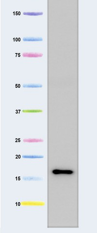 Western blot - Anti-Frataxin antibody [18A5DB1] (AB110328), expandable thumbnail