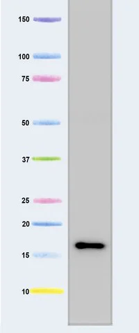 Western blot - Anti-Frataxin antibody [18A5DB1] (AB110328)