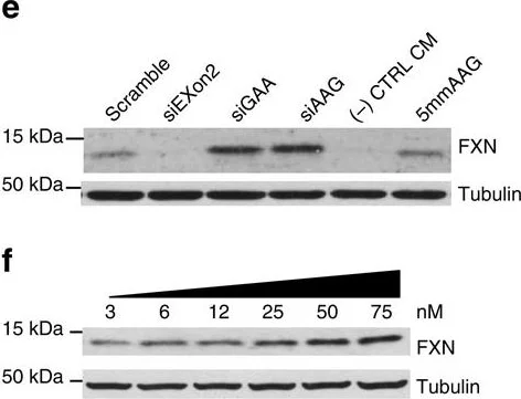 Western blot - Anti-Frataxin antibody [18A5DB1] (AB110328)