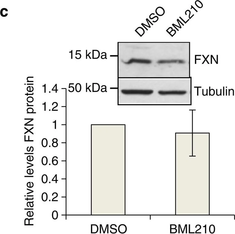 Western blot - Anti-Frataxin antibody [18A5DB1] (AB110328)