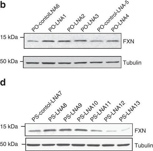 Western blot - Anti-Frataxin antibody [18A5DB1] (AB110328)