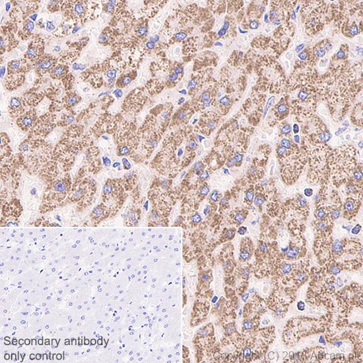 Immunohistochemistry (Formalin/PFA-fixed paraffin-embedded sections) - Anti-Frataxin antibody [EPR21840] (AB219414)