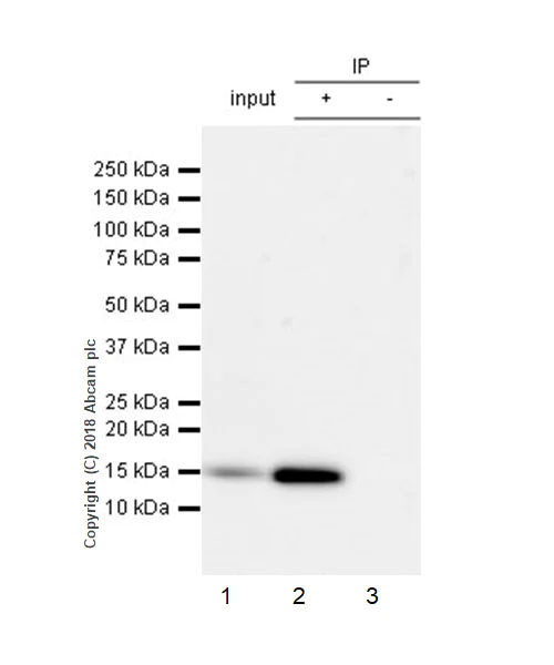 Immunoprecipitation - Anti-Frataxin antibody [EPR21840] (AB219414)