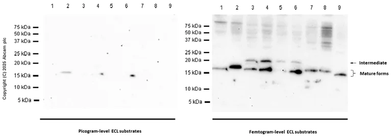 Western blot - Anti-Frataxin antibody [EPR21840] (AB219414)