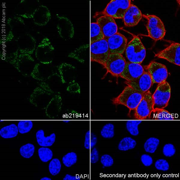 Immunocytochemistry/ Immunofluorescence - Anti-Frataxin antibody [EPR21840] - BSA and Azide free (ab236463), expandable thumbnail