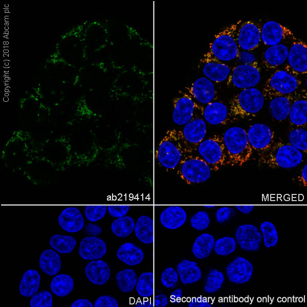 Immunocytochemistry/ Immunofluorescence - Anti-Frataxin antibody [EPR21840] - BSA and Azide free (AB236463), expandable thumbnail