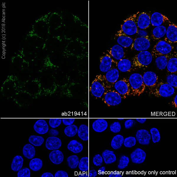 Immunocytochemistry/ Immunofluorescence - Anti-Frataxin antibody [EPR21840] - BSA and Azide free (AB236463)