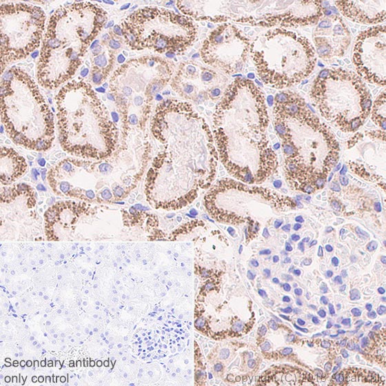 Immunohistochemistry (Formalin/PFA-fixed paraffin-embedded sections) - Anti-Frataxin antibody [EPR21840] - BSA and Azide free (AB236463), expandable thumbnail