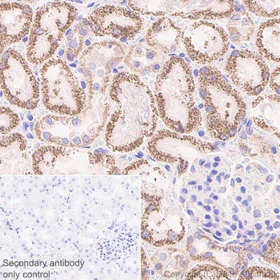 Immunohistochemistry (Formalin/PFA-fixed paraffin-embedded sections) - Anti-Frataxin antibody [EPR21840] - BSA and Azide free (AB236463)