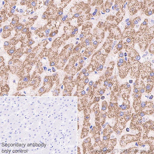 Immunohistochemistry (Formalin/PFA-fixed paraffin-embedded sections) - Anti-Frataxin antibody [EPR21840] - BSA and Azide free (ab236463), expandable thumbnail